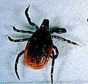 Lyme_ixodes_cdc.jpg